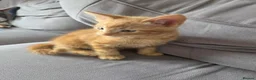 Mixed Breed cats for sale: Very loving Kittens  - Advert 4