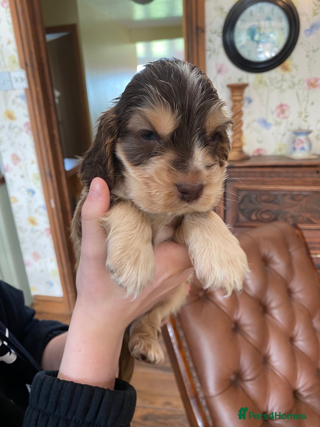 Cocker Spaniel dogs for sale: Mrs Lenton - Image 4
