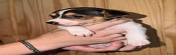 Jack Russell dogs for sale: 5 Stunning Tradition Jack Russell Puppies - Advert 10