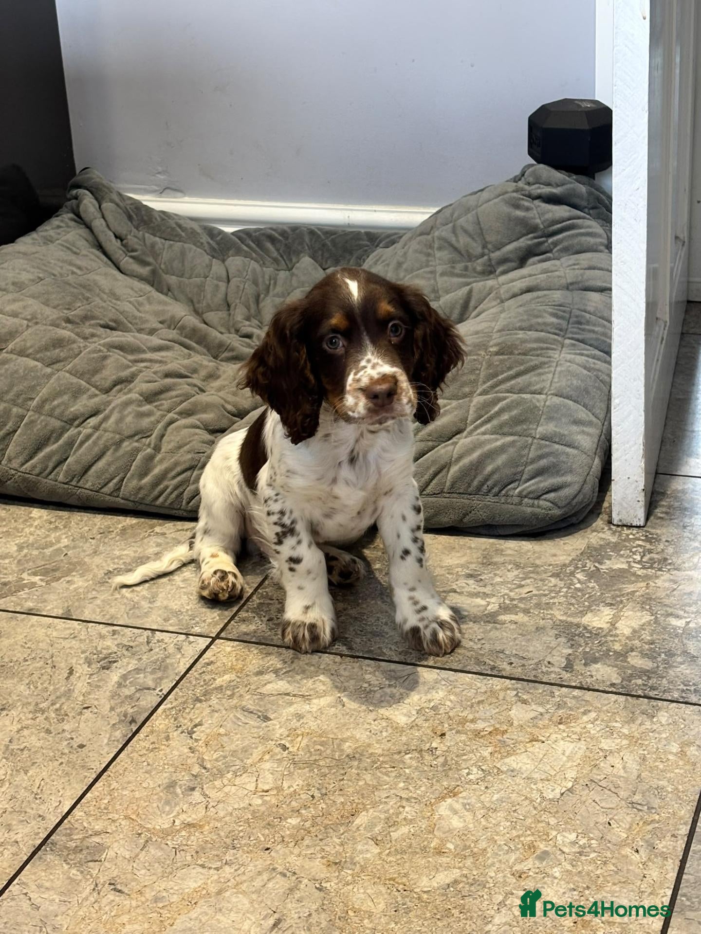 Cocker Spaniel dogs Beautiful cocker spaniel puppies - Advert 1