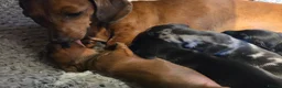 Miniature Dachshund dogs for sale: MINIATURE DACHSHUNDS TO FIND THEIR FOREVER HOME 🏡 - Advert 31