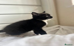 Mixed Breed cats for sale: Female kitten  - Image 4