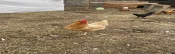Chickens poultry for sale: Laying hens + other Chickens for Sale  - Advert 2