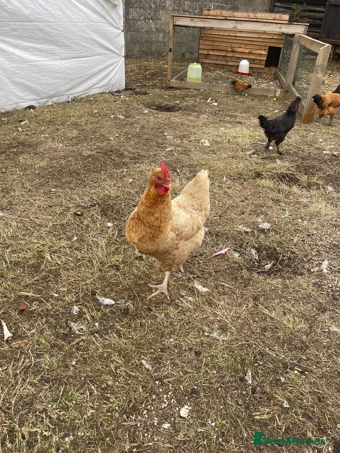 Chickens poultry for sale: Laying hens + other Chickens for Sale  - Advert 2