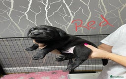 Labrador Retriever dogs for sale: Labrador puppies - Advert 11