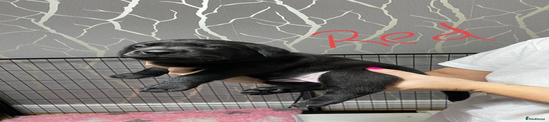 Labrador Retriever Puppy 2