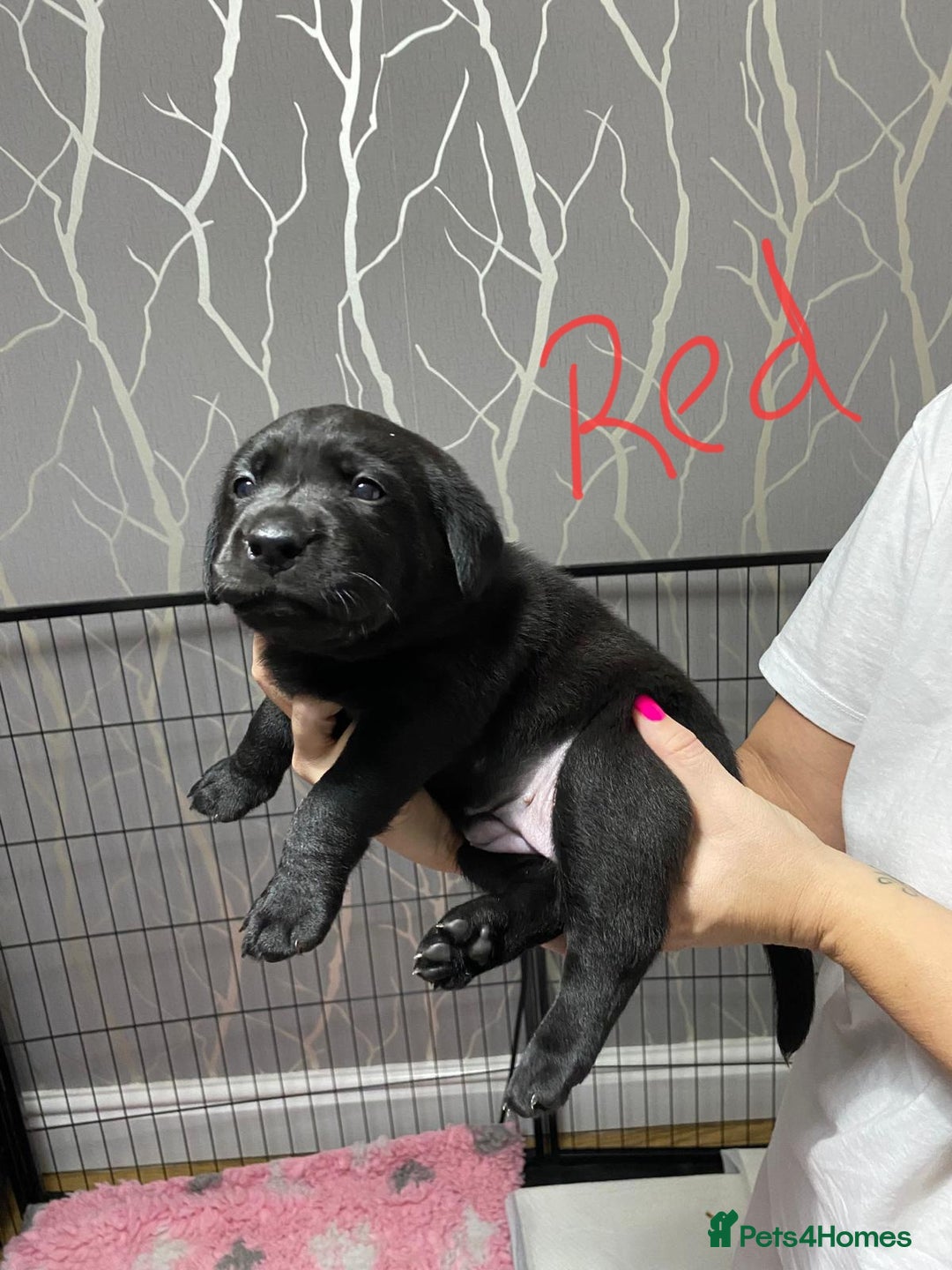 Labrador Retriever dogs for sale: Labrador puppies - Advert 11