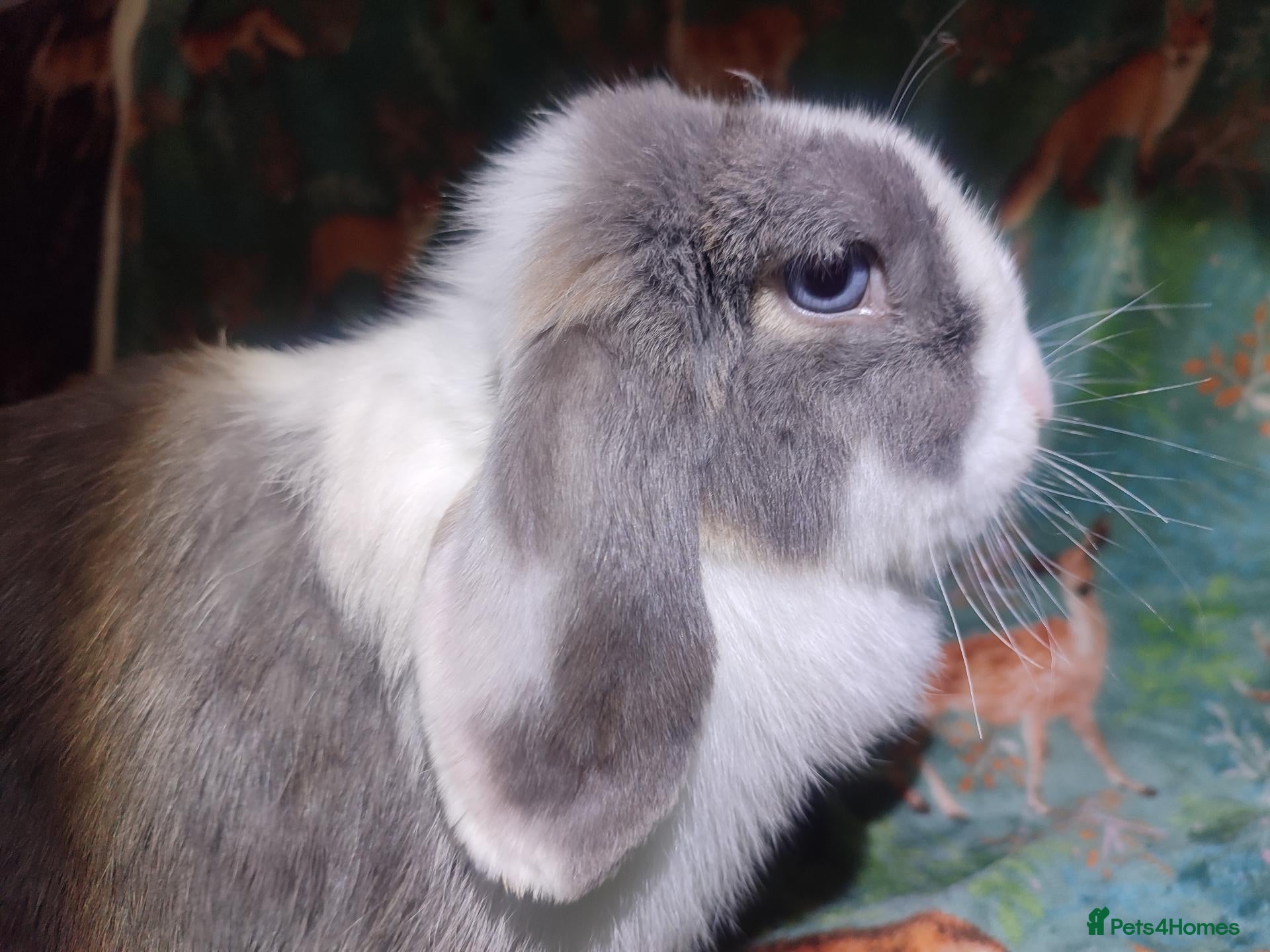 Mini Lop rabbits for sale: Mini Lop lilac otter VM / blue split, blue eyes. - Advert 5