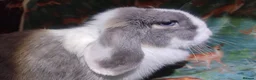 Mini Lop rabbits for sale: Mini Lop lilac otter VM / blue split, blue eyes. - Advert 1