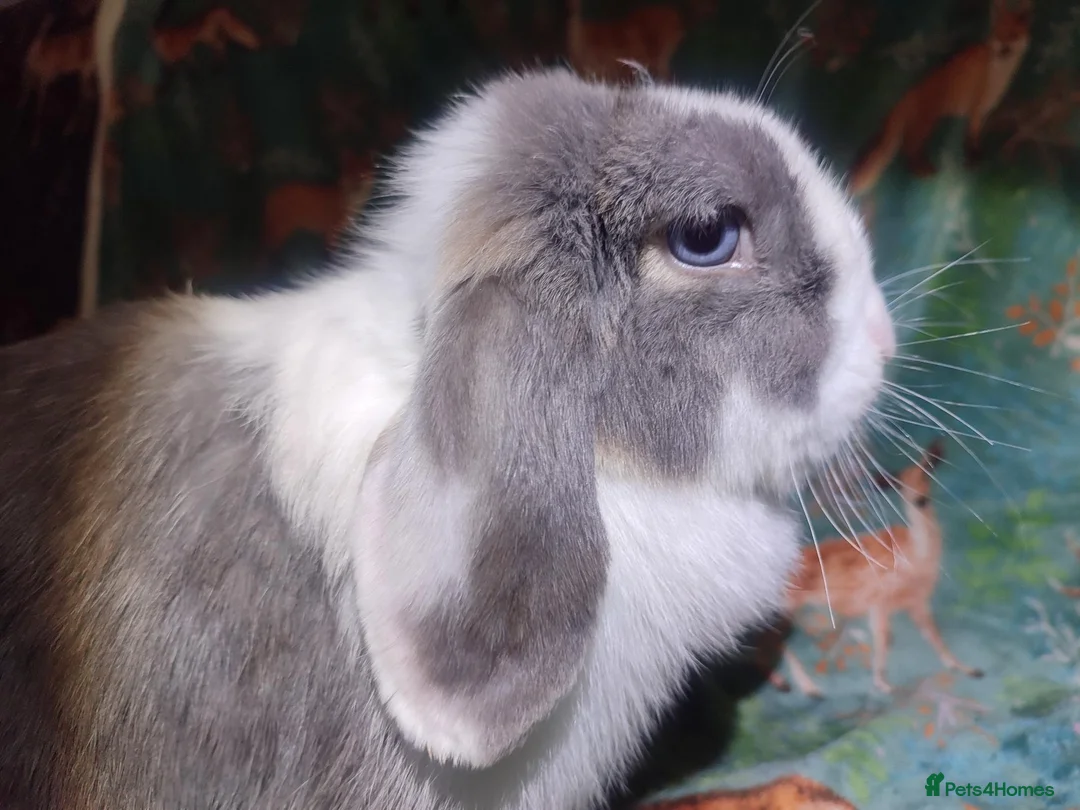 Mini Lop rabbits for sale: Mini Lop lilac otter VM / blue split, blue eyes. - Advert 1