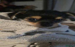 Yorkiepoo dogs for sale: Male dog - Image 1