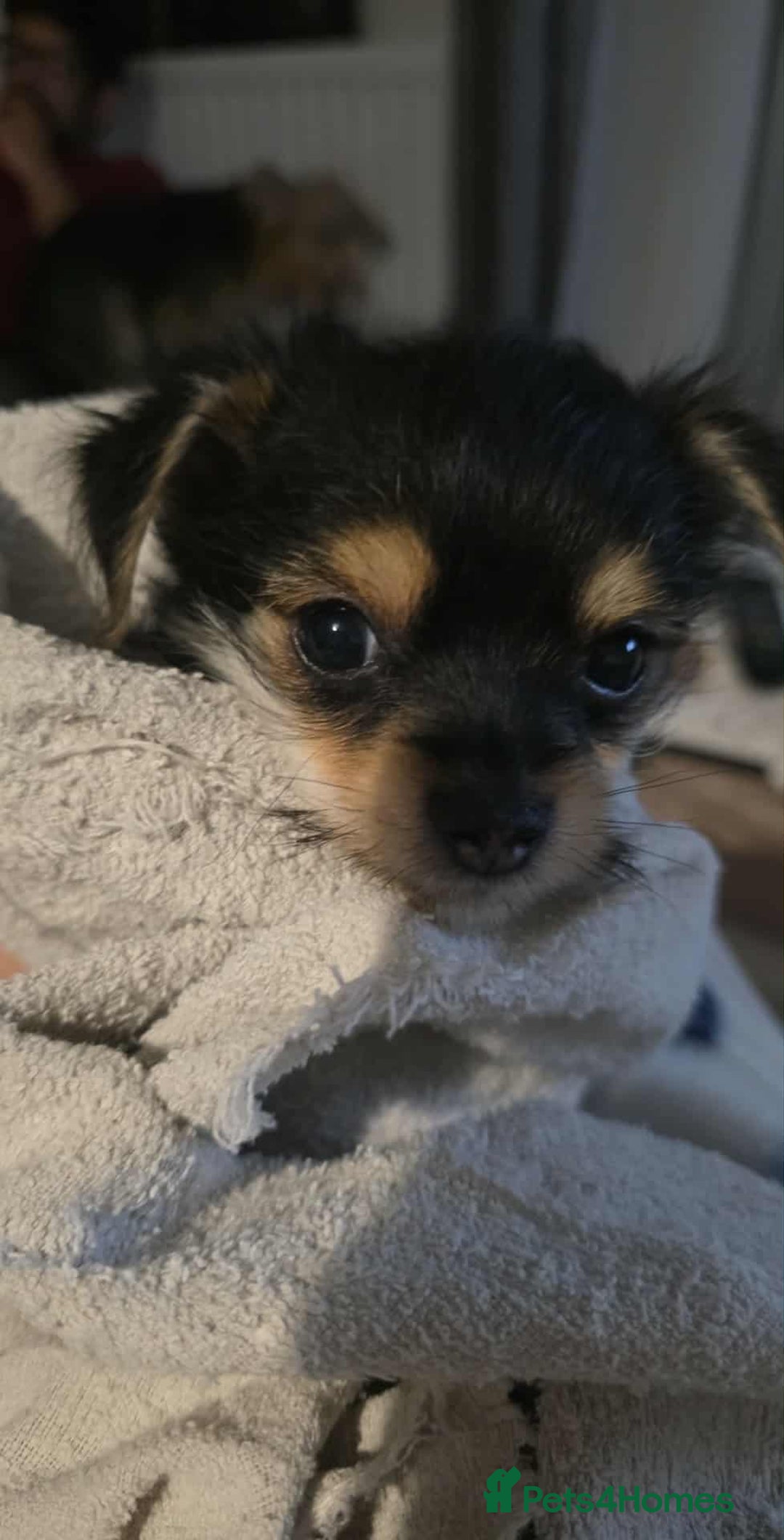 Yorkiepoo dogs for sale: Male dog - Image 1