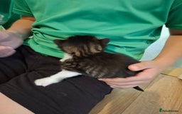 Domestic Shorthair cats for sale: Two beautiful looking male kittens  - Image 9