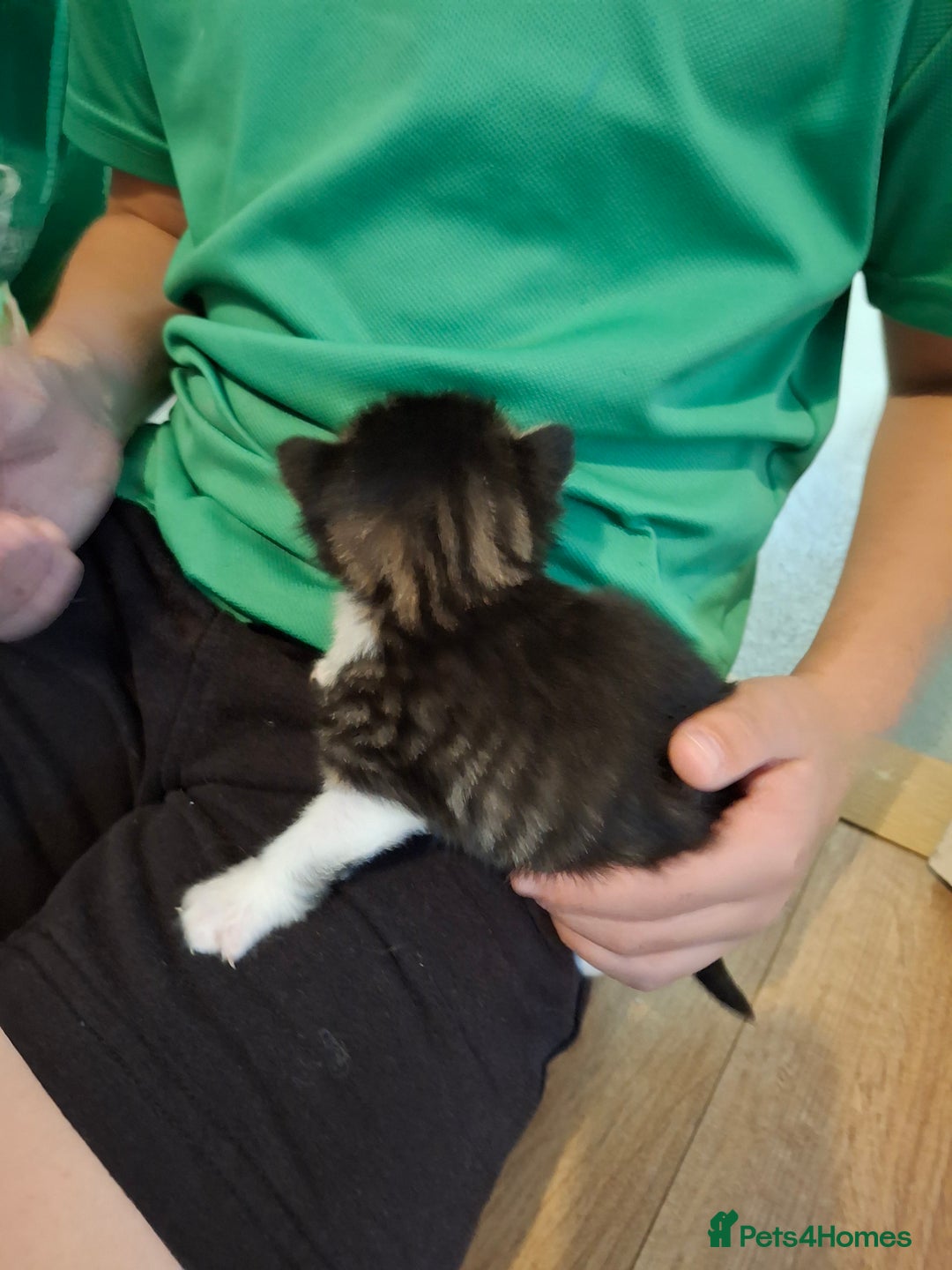 Domestic Shorthair cats for sale: Two beautiful looking male kittens  - Image 9
