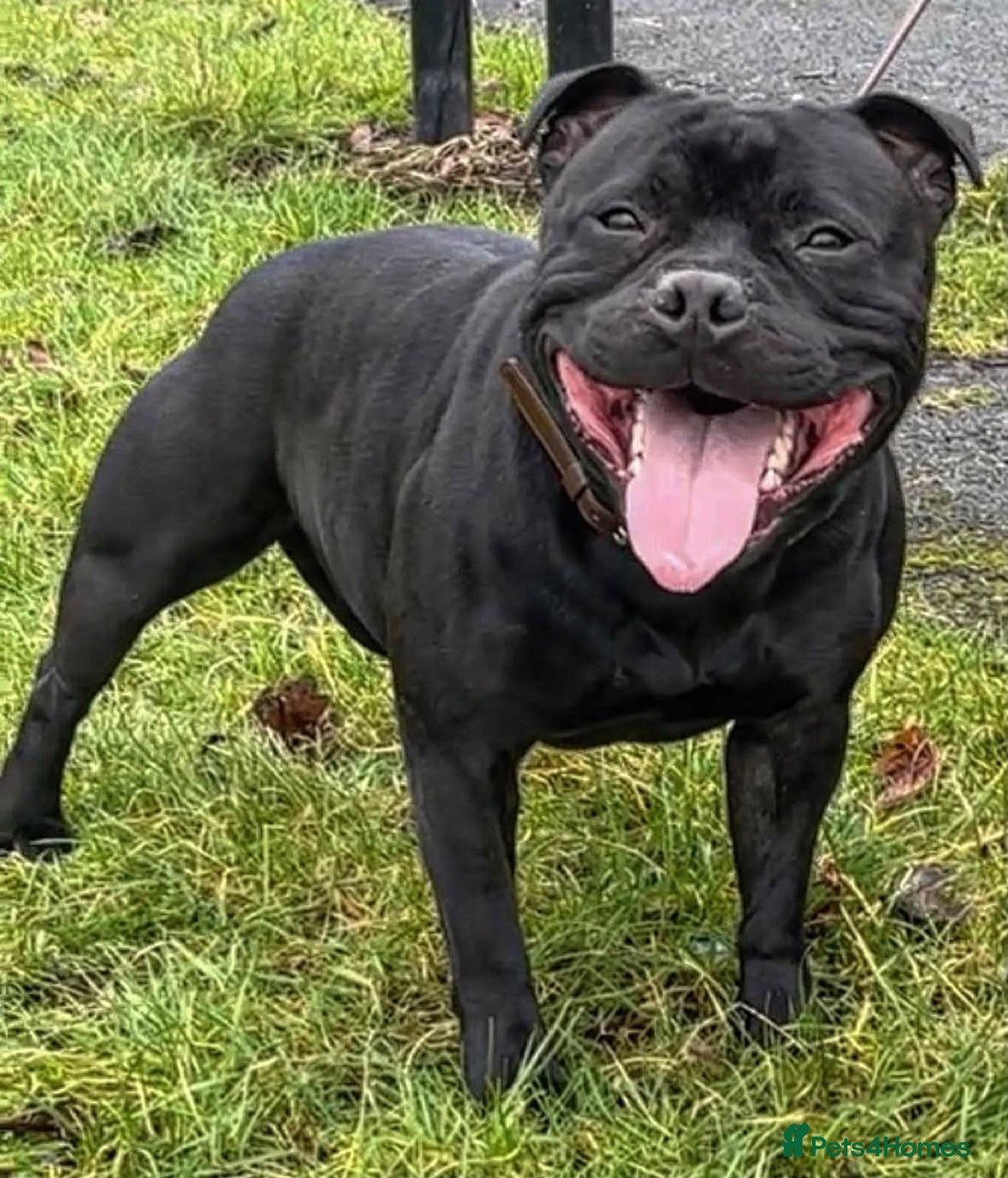 Staffordshire Bull Terrier dogs KC REG KASSIUS PUPS - Advert 1