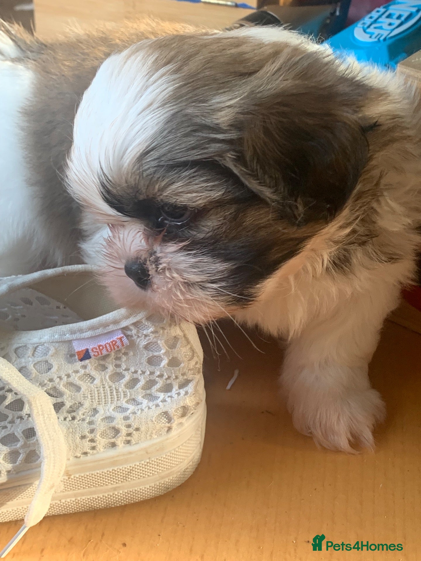 Shih Tzu dogs Shih Tzu puppies - Advert 14