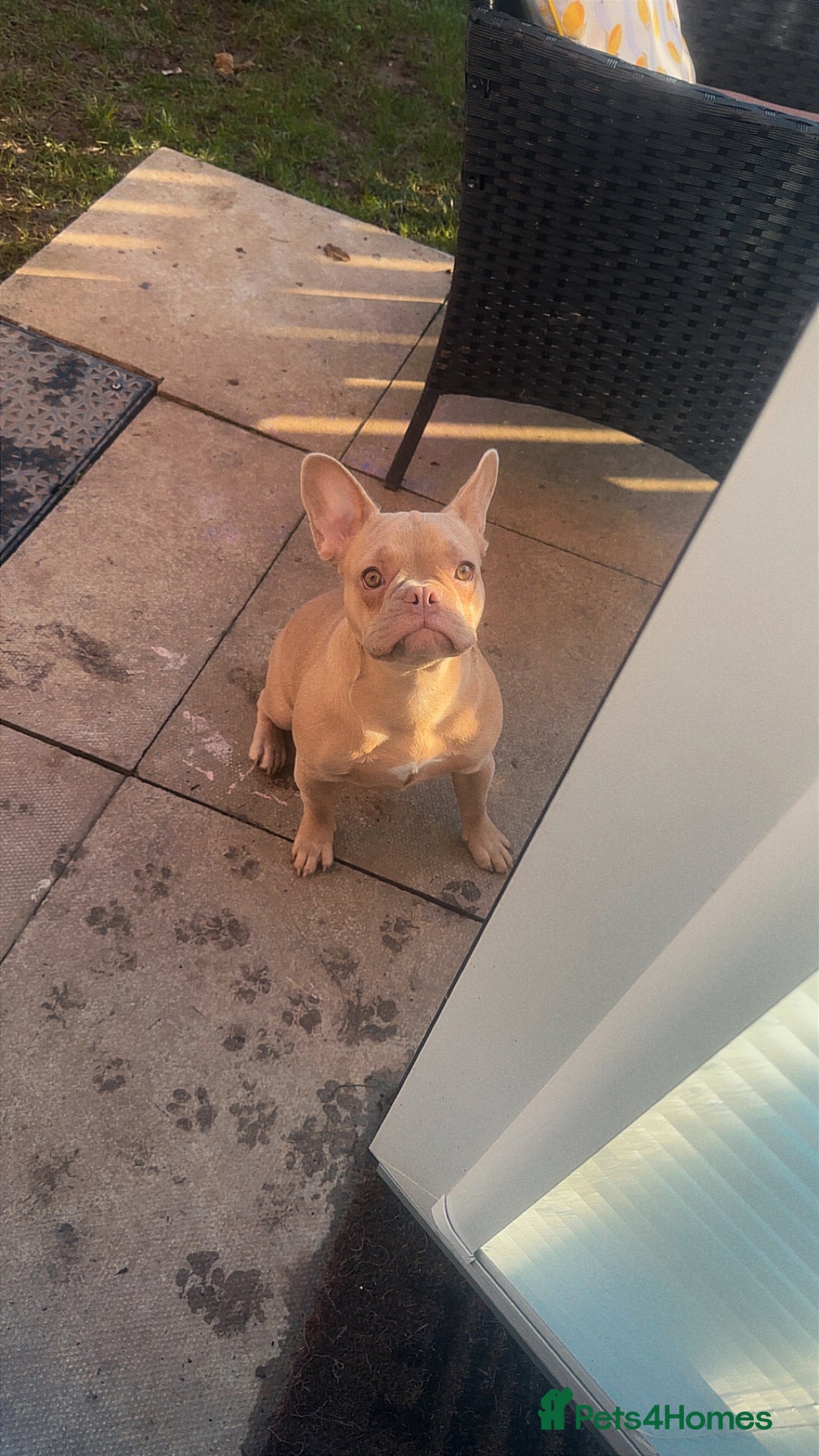 French Bulldog dogs Daisy - Advert 1