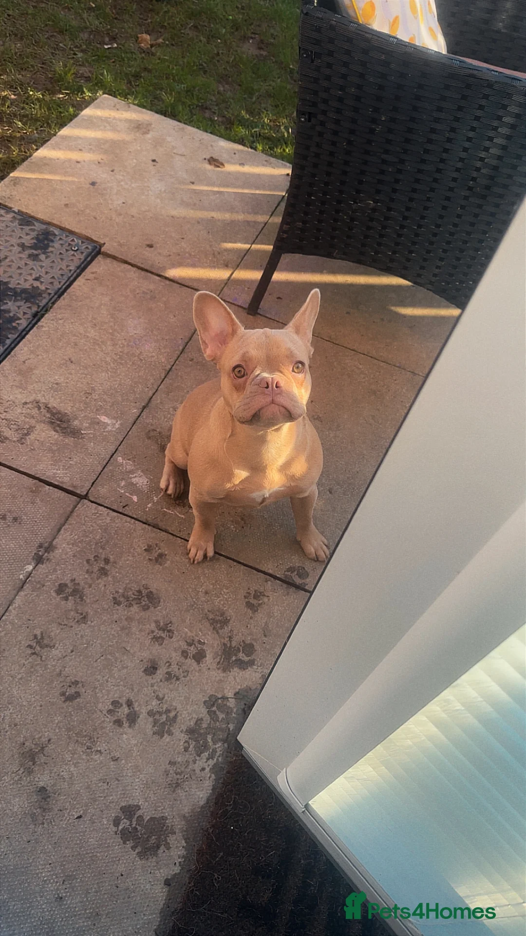 French Bulldog dogs for sale: Daisy - Advert 1