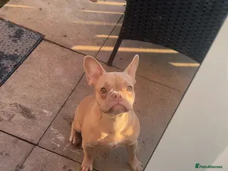 French Bulldog dogs Daisy - Advert 2