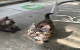 Maine Coon cats for sale: Stunning Black Smoke TiCA kittens  - Image 10