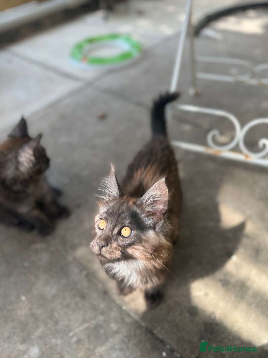 Maine Coon cats for sale: Stunning Black Smoke TiCA kittens  - Image 10