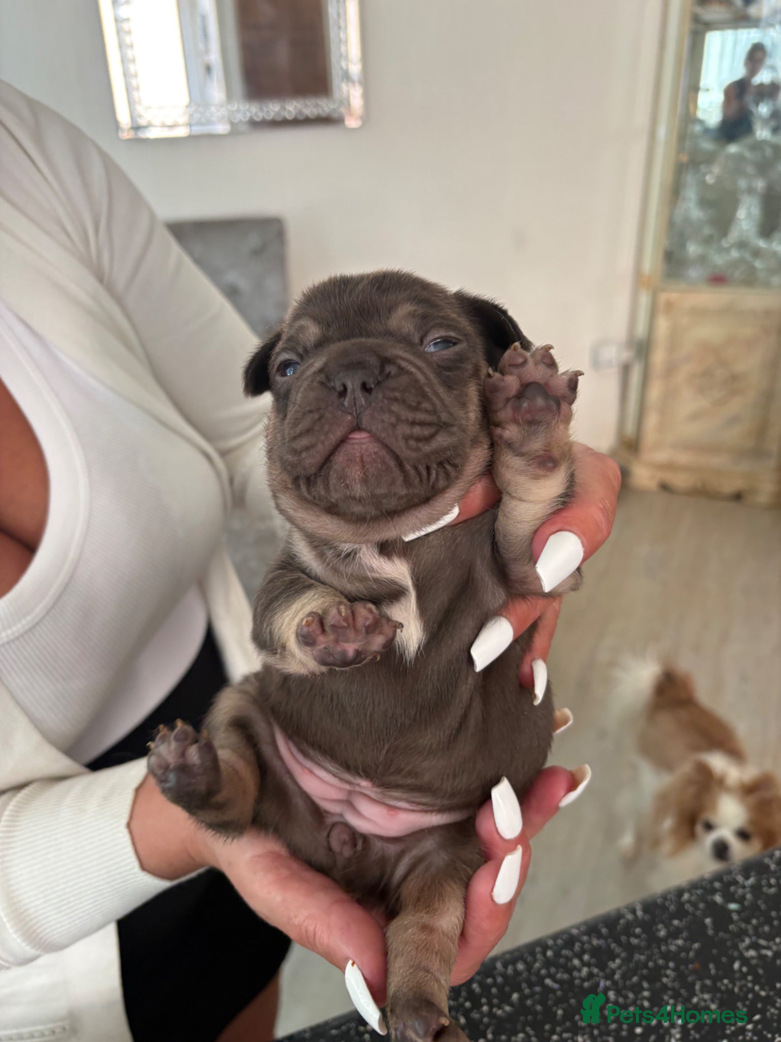 French Bulldog dogs Stunning French bulldogs  - Advert 3