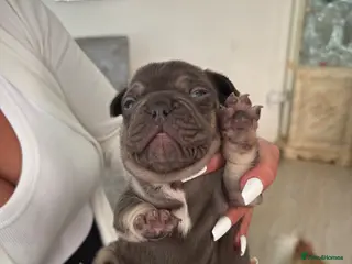 French Bulldog dogs Stunning French bulldogs - Advert 15