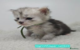 Maine Coon cats for sale: Maine Coon Kittens Silver Imported Shaded Lines - Image 7