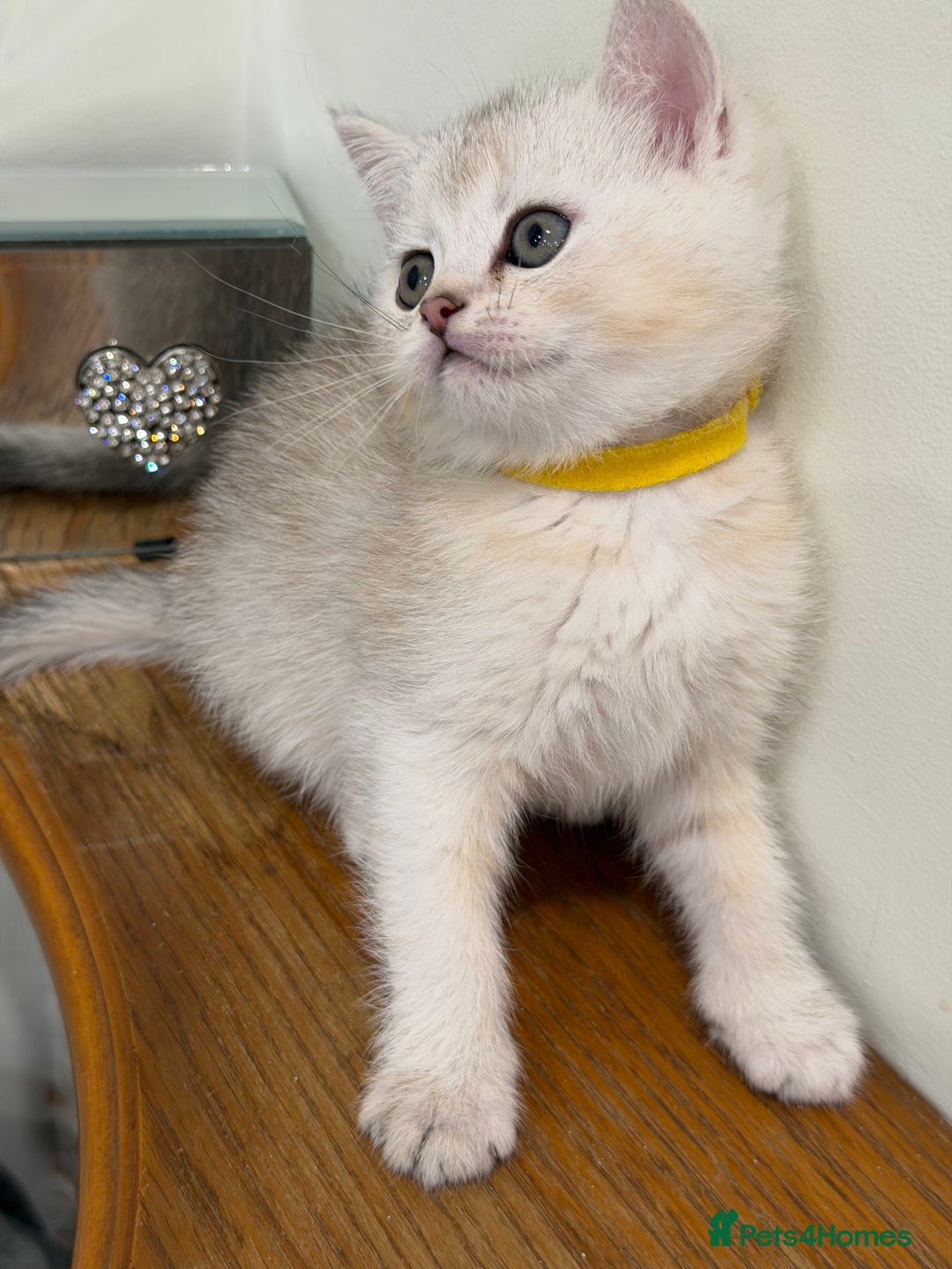 British Shorthair cats for sale: British shh golden, silver  GCCF kittens  - Advert 20