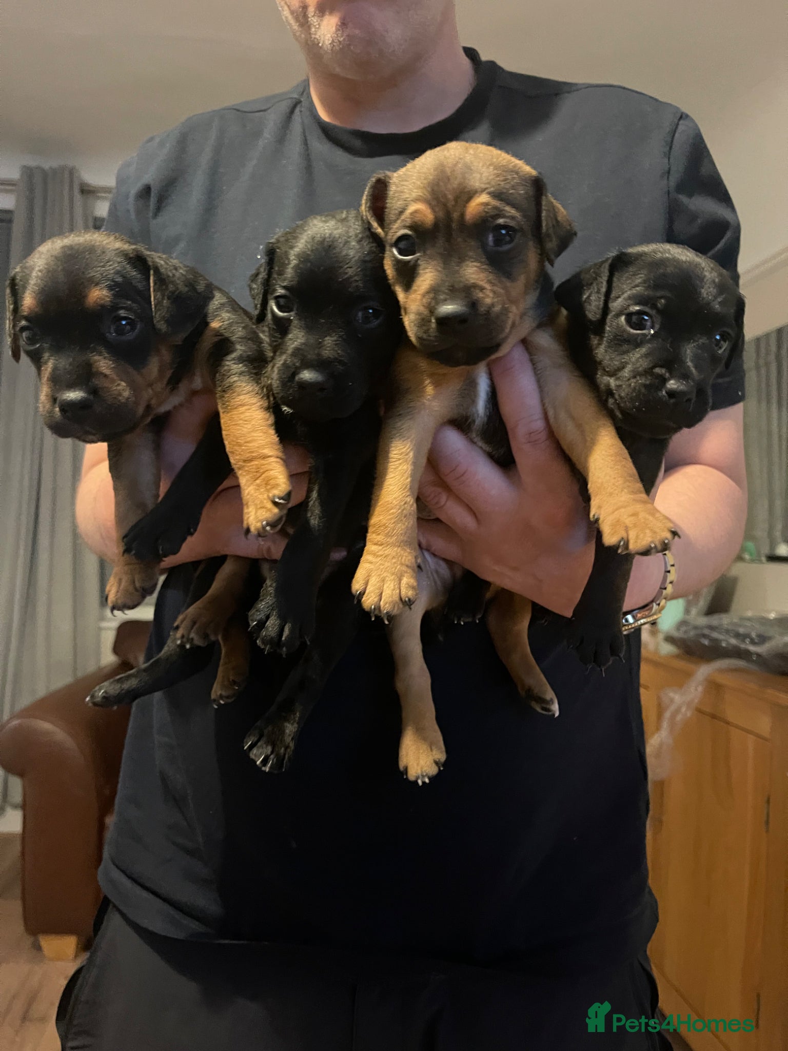 Patterdale Terrier dogs Patterdale puppies  - Advert 2