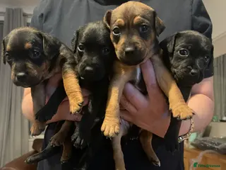 Patterdale Terrier dogs Patterdale puppies - Advert 2