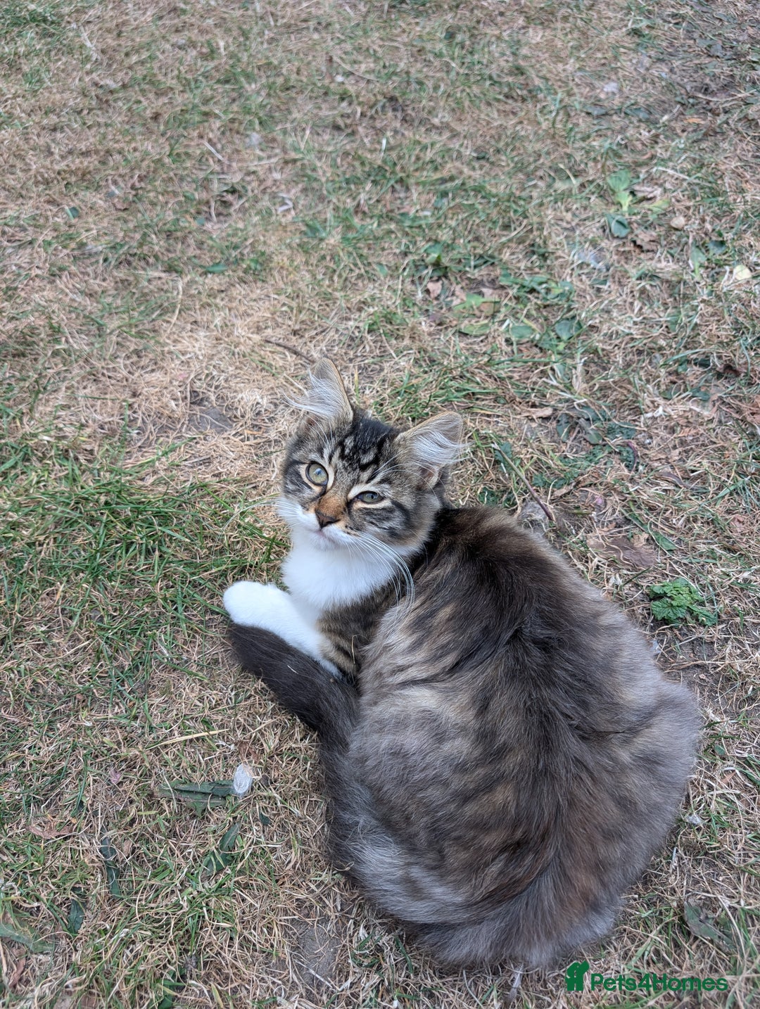 Persian cats for sale: Kitten for adoption free  - Image 6