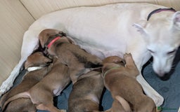 Mixed Breed dogs for sale: Daschund saluki cross  - Image 3