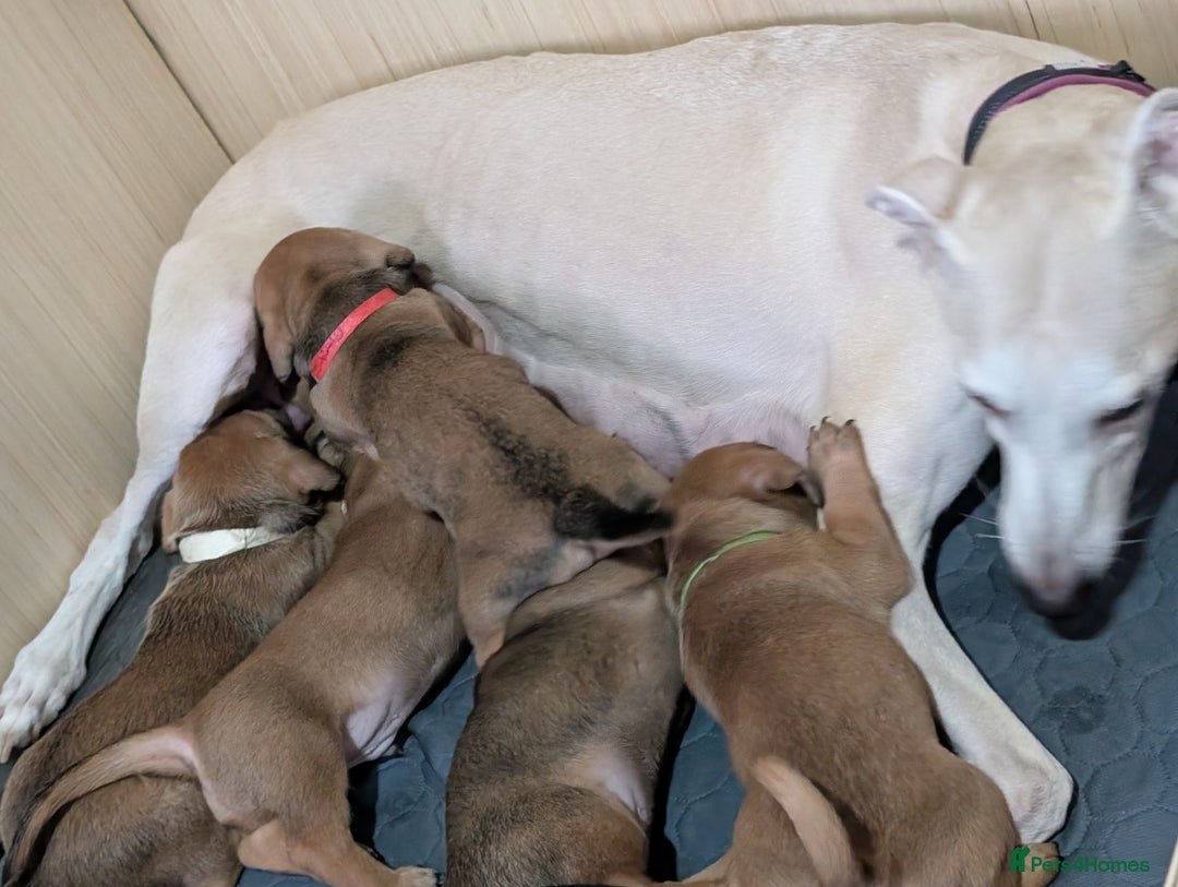 Mixed Breed dogs for sale: Daschund saluki cross  - Image 3