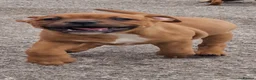 Staffordshire Bull Terrier dogs for sale: STUNNING RED MALE KC STAFFORDSHIRE BULL TERRIER  - Advert 8