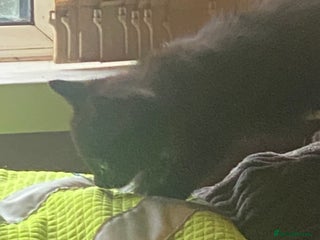 Mixed Breed cats Mixed breed kittens - Advert 5