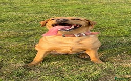 Labrador Retriever dogs for stud: Fox red looking for a stuf - Image 2