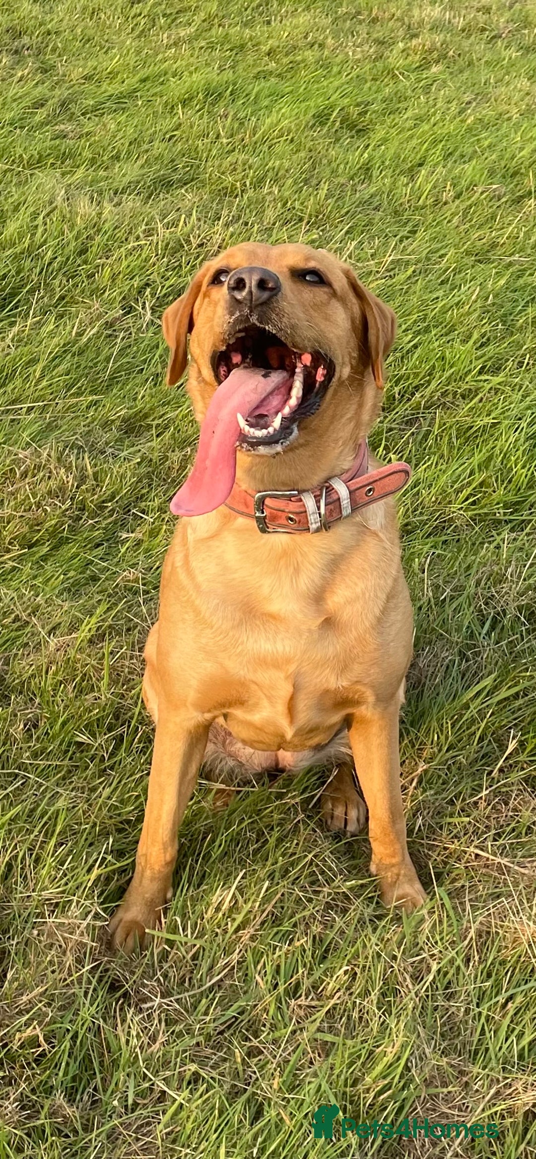 Labrador Retriever dogs for stud: Fox red looking for a stuf - Image 2