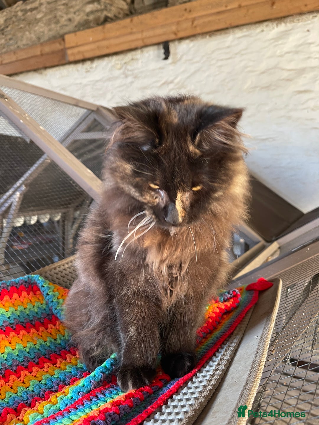 Maine Coon cats for sale: Top pedigree MaineCoon sisters  - Advert 21