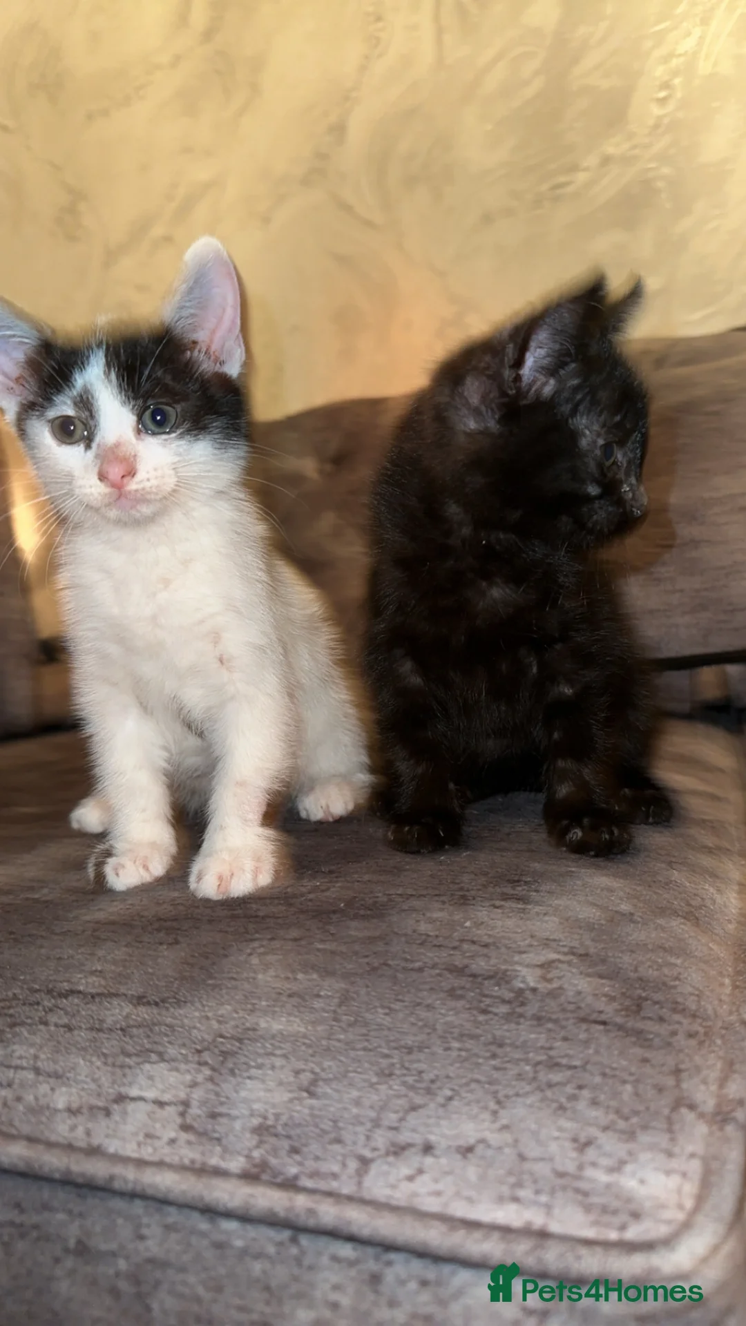 Domestic Shorthair cats for sale: Adorable domestic shorthair kitties - Advert 2