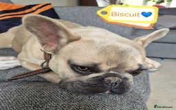 French Bulldog dogs for adoption: 💙 BISCUIT -sweet  11 months boy(neutered)💙 - Image 13