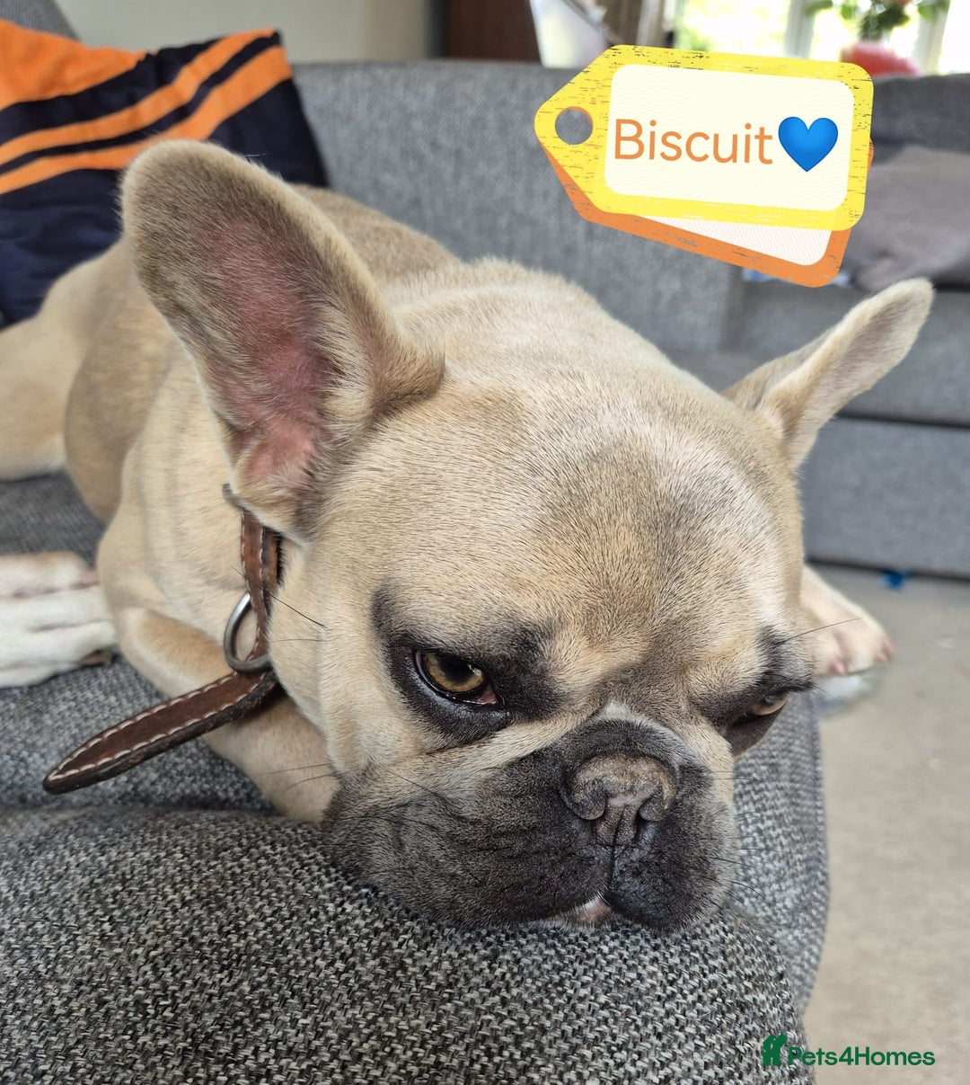 French Bulldog dogs for adoption: 💙 BISCUIT -sweet  11 months boy(neutered)💙 - Image 13
