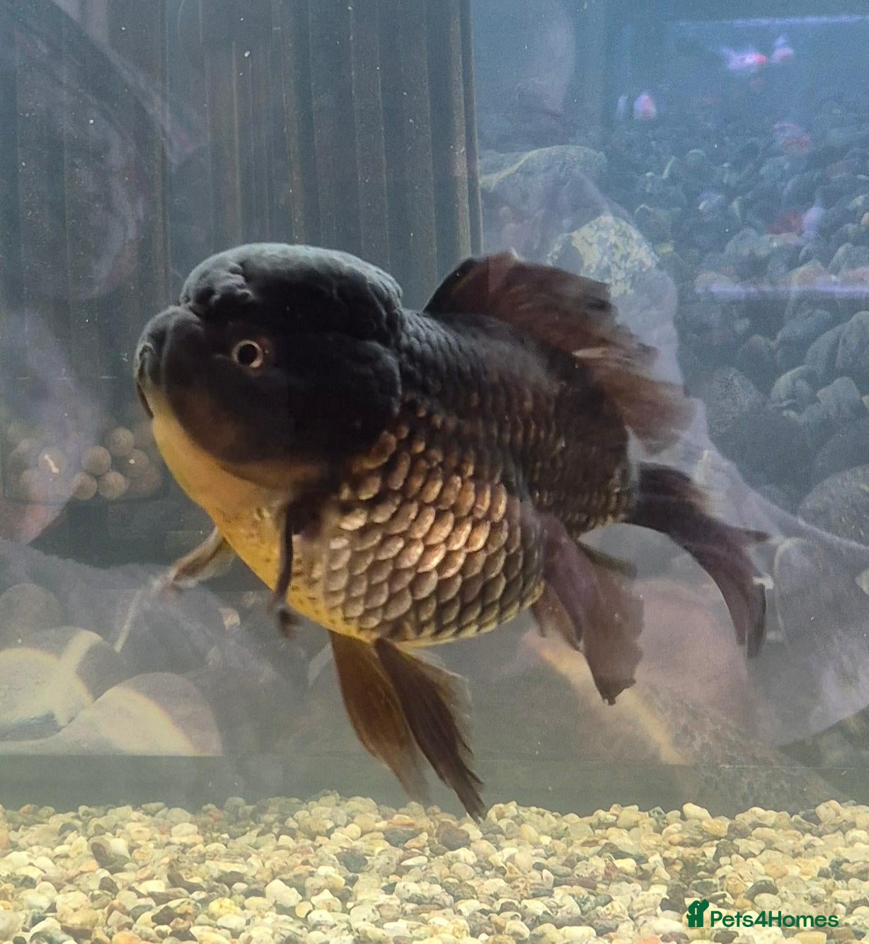 Fancy Goldfish fish Giant Oranda  - Advert 12