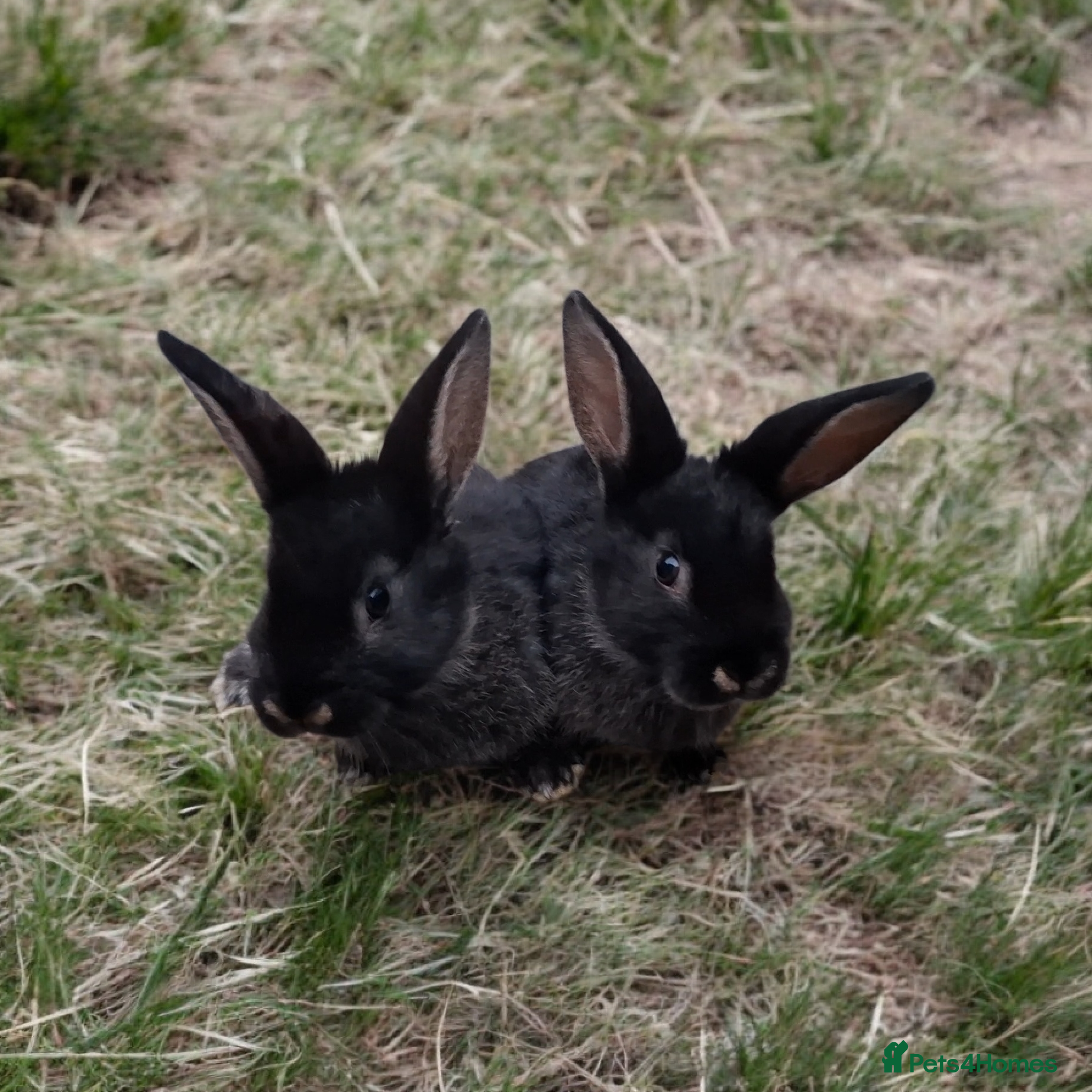 Mixed Breed rabbits Mix breeds babies - Advert 3