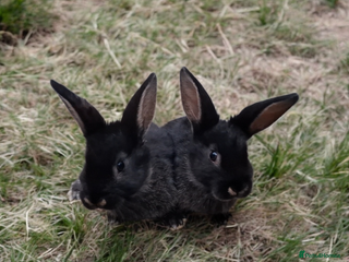 Mixed Breed rabbits Mix breeds babies - Advert 3