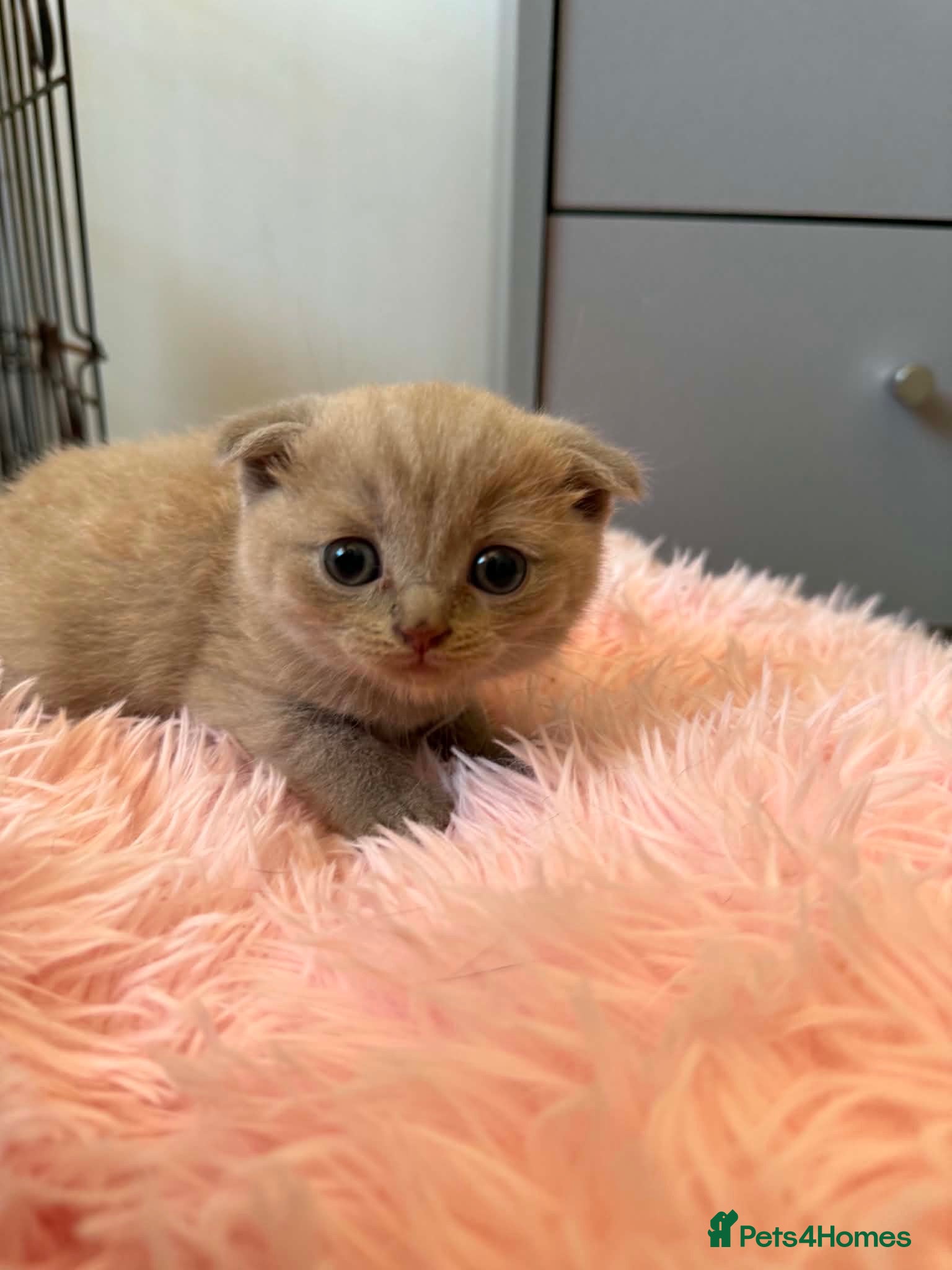 Scottish Fold cats 😻Scottish fold chocolate and lilac kittens😻 - Advert 1