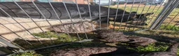 Spanish Water Dog dogs for sale: Spanish water dog  - Advert 12