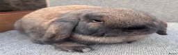 Dwarf Lop rabbits for sale: Dwarf Lop Youngsters  - Advert 7