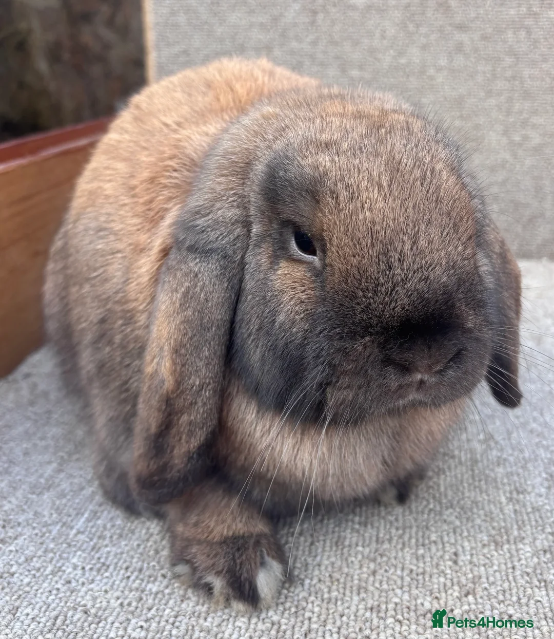 Dwarf Lop rabbits for sale: Dwarf Lop Youngsters  - Advert 7