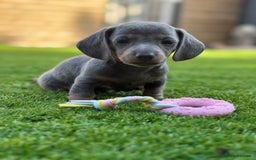 Miniature Dachshund dogs for sale: 🐾 stunning Miniature dachshund pups🐾  - Image 9